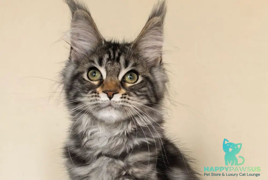 Dianne Maine Coon female black tabby - live animals