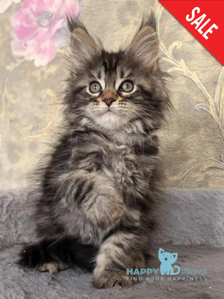 Dianne Maine Coon female black tabby live animals
