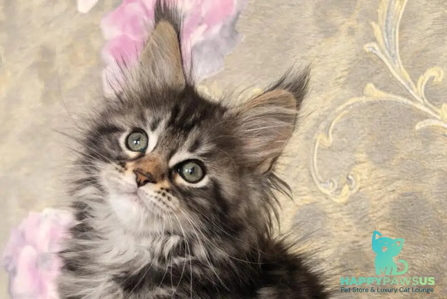 Dianne Maine Coon female black tabby live animals