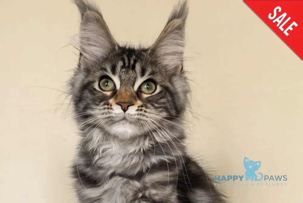 Dianne Maine Coon female black tabby - live animals