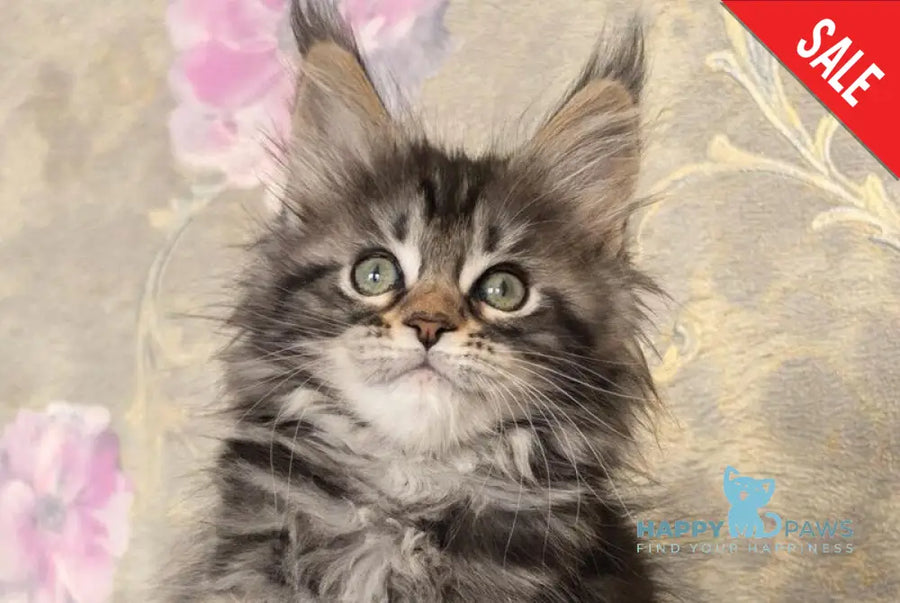 Dianne Maine Coon female black tabby live animals