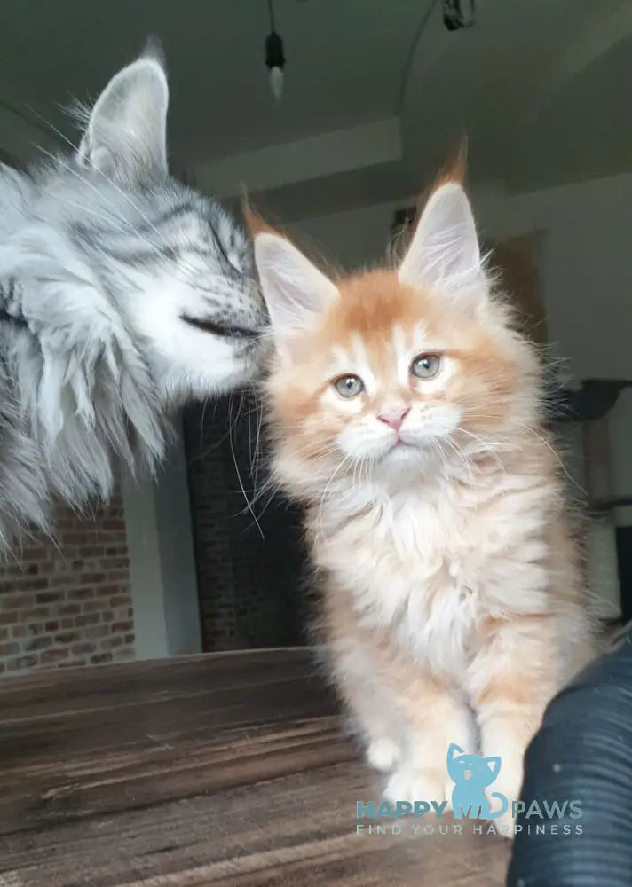 DiCaprio Maine Coon male red ticked tabby live animals