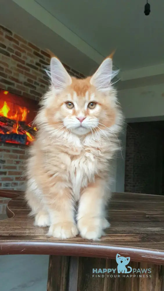 DiCaprio Maine Coon male red ticked tabby live animals
