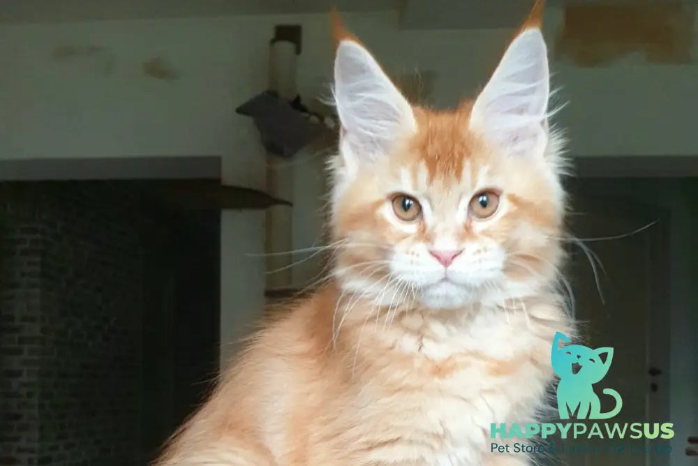 DiCaprio Maine Coon male red ticked tabby live animals