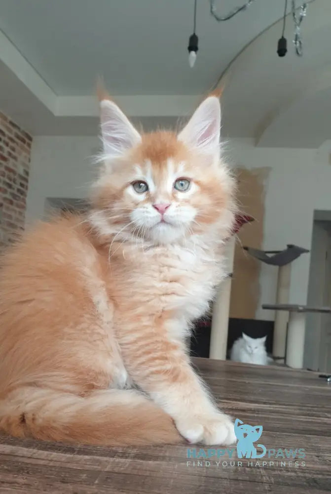 DiCaprio Maine Coon male red ticked tabby live animals