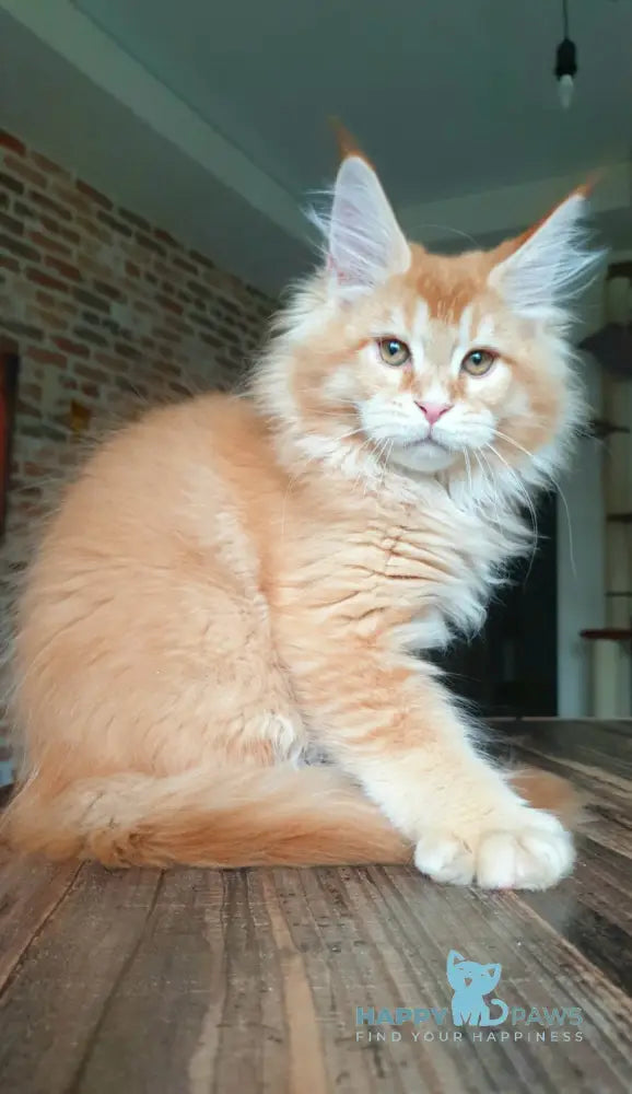 DiCaprio Maine Coon male red ticked tabby live animals
