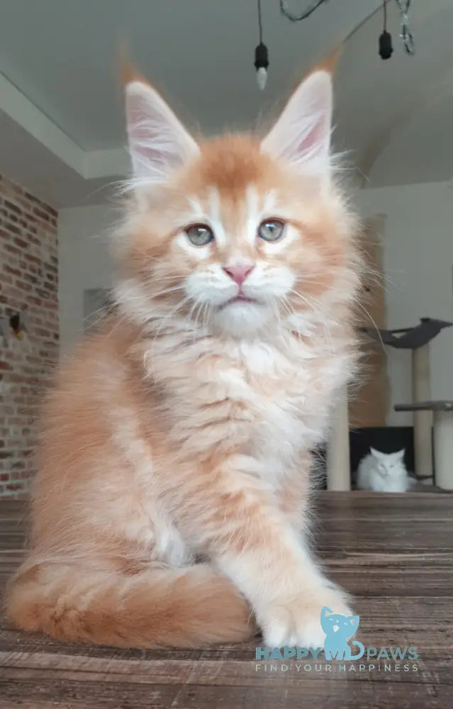 DiCaprio Maine Coon male red ticked tabby live animals