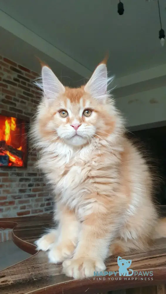 DiCaprio Maine Coon male red ticked tabby live animals