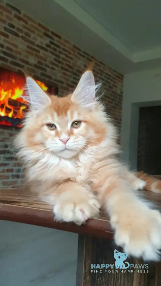 DiCaprio Maine Coon male red ticked tabby live animals