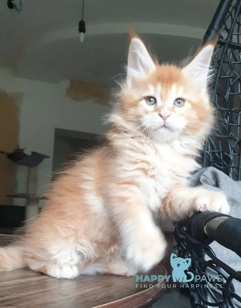 DiCaprio Maine Coon male red ticked tabby live animals