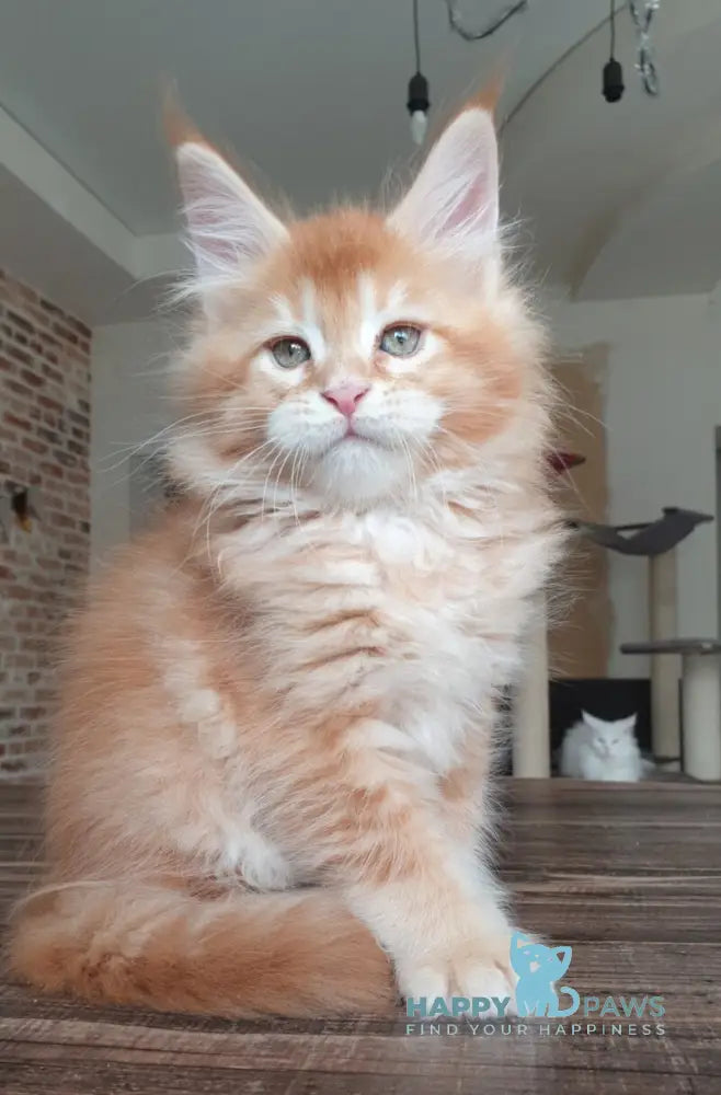 DiCaprio Maine Coon male red ticked tabby live animals