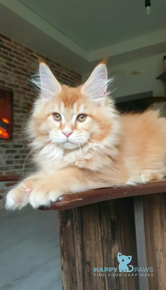 DiCaprio Maine Coon male red ticked tabby live animals