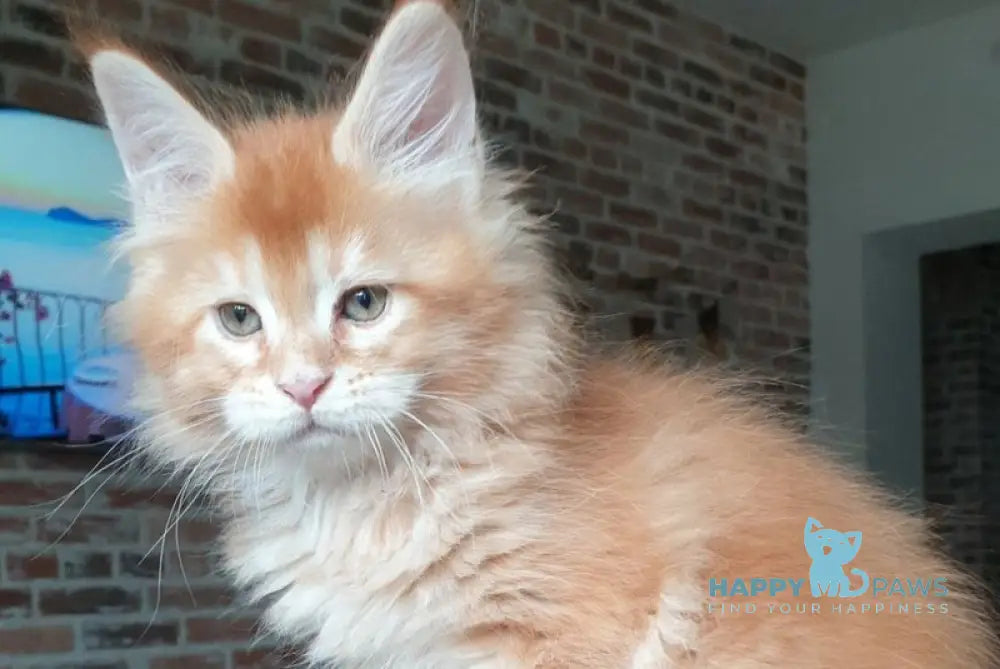 DiCaprio Maine Coon male red ticked tabby live animals