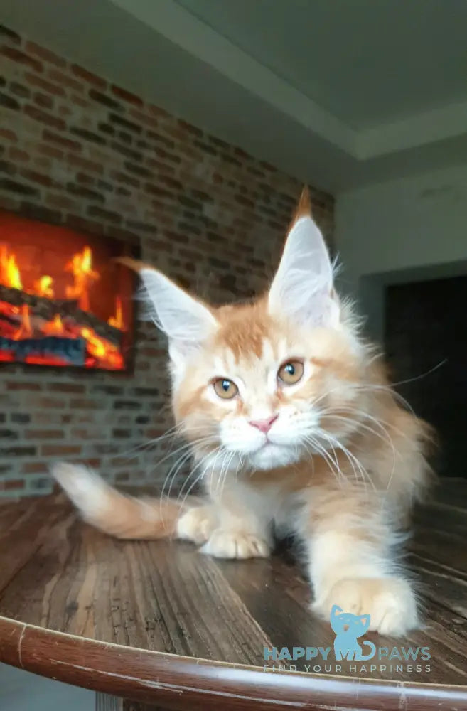 DiCaprio Maine Coon male red ticked tabby live animals
