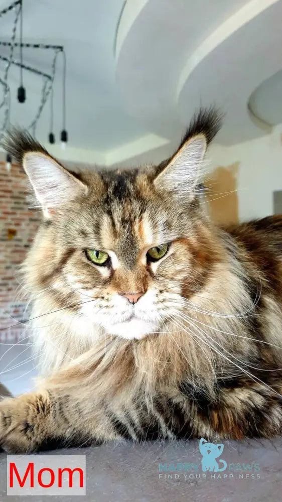 DiCaprio Maine Coon male red ticked tabby live animals