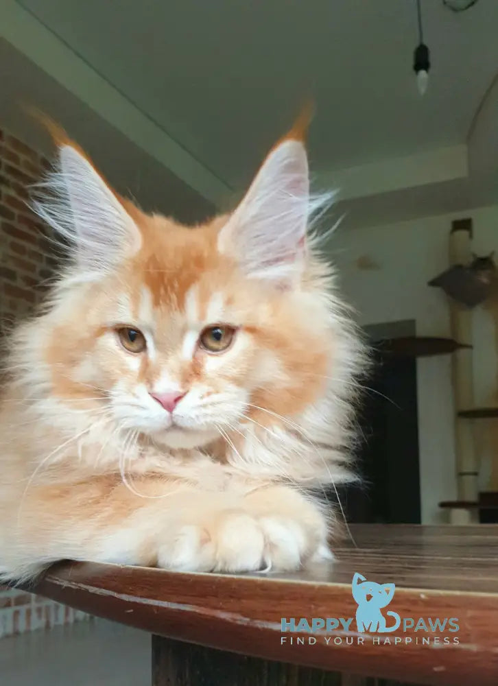 DiCaprio Maine Coon male red ticked tabby live animals