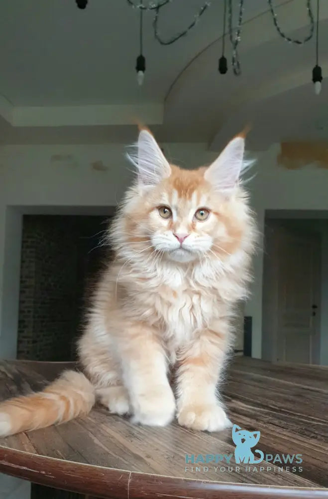 DiCaprio Maine Coon male red ticked tabby live animals