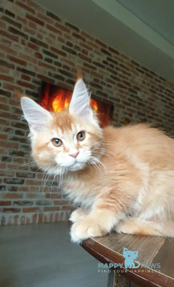 DiCaprio Maine Coon male red ticked tabby live animals