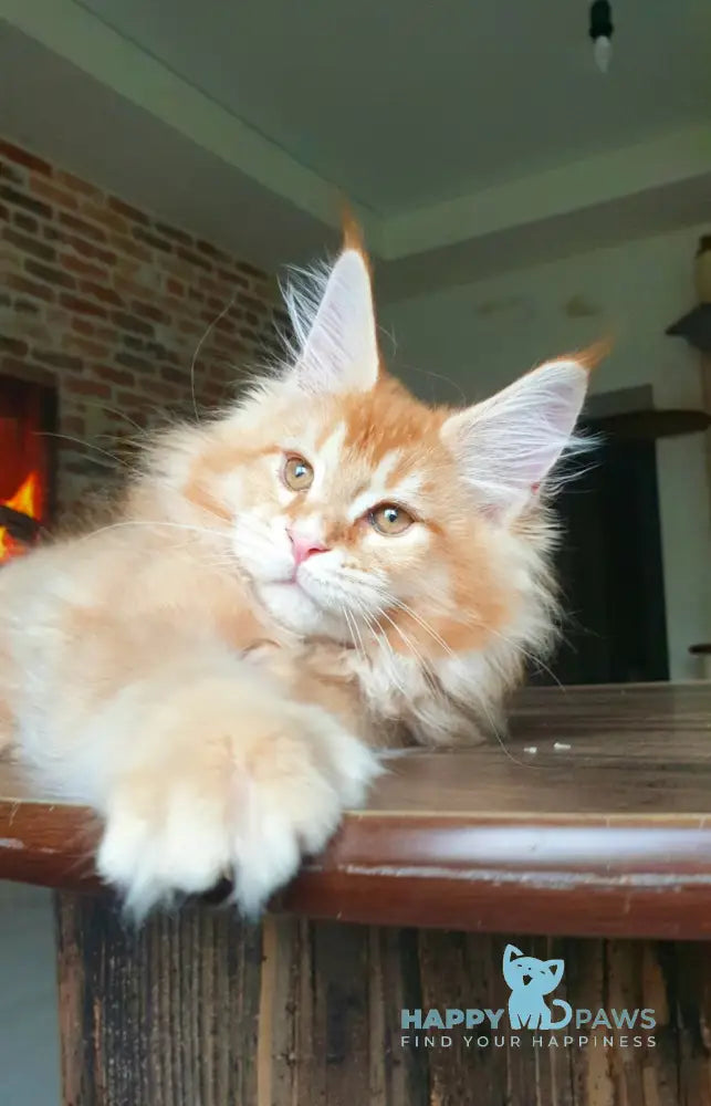 DiCaprio Maine Coon male red ticked tabby live animals