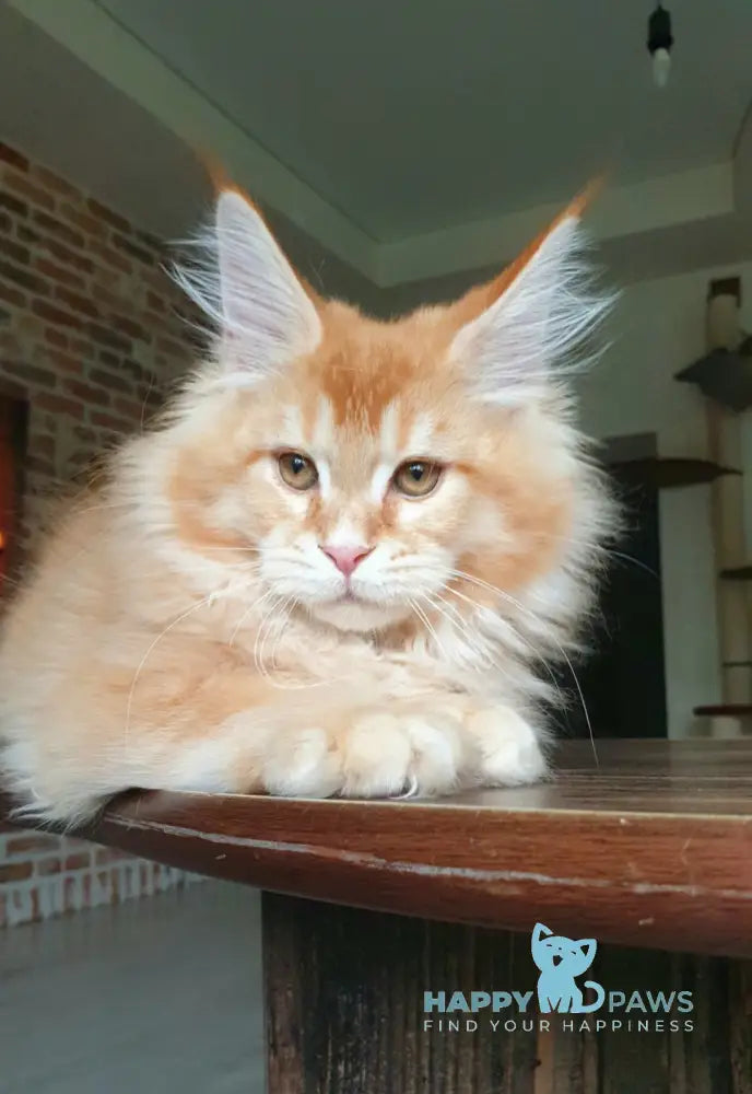 DiCaprio Maine Coon male red ticked tabby live animals