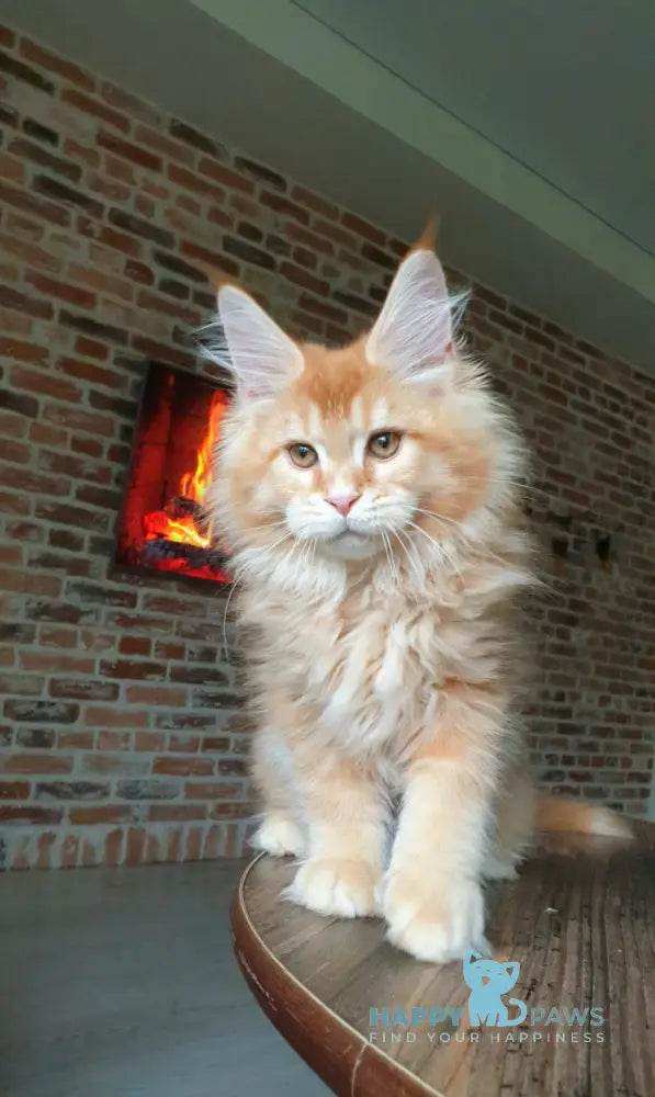 DiCaprio Maine Coon male red ticked tabby live animals