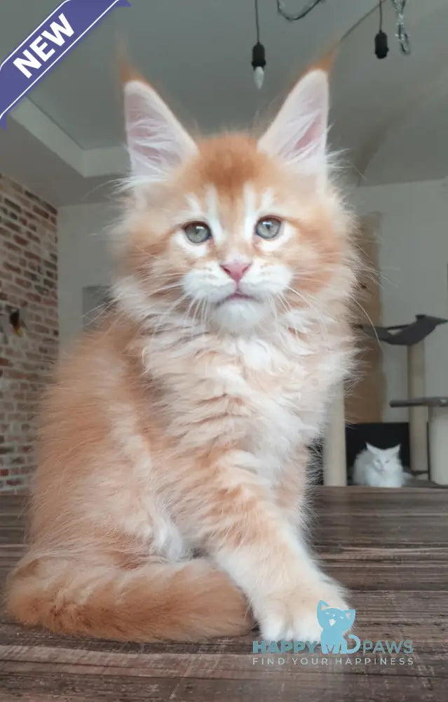 DiCaprio Maine Coon male red ticked tabby live animals