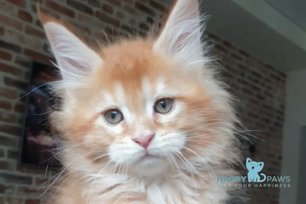 DiCaprio Maine Coon male red ticked tabby live animals