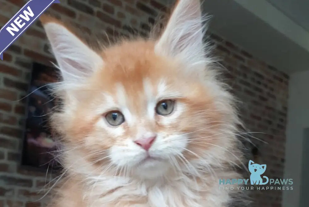 DiCaprio Maine Coon male red ticked tabby live animals