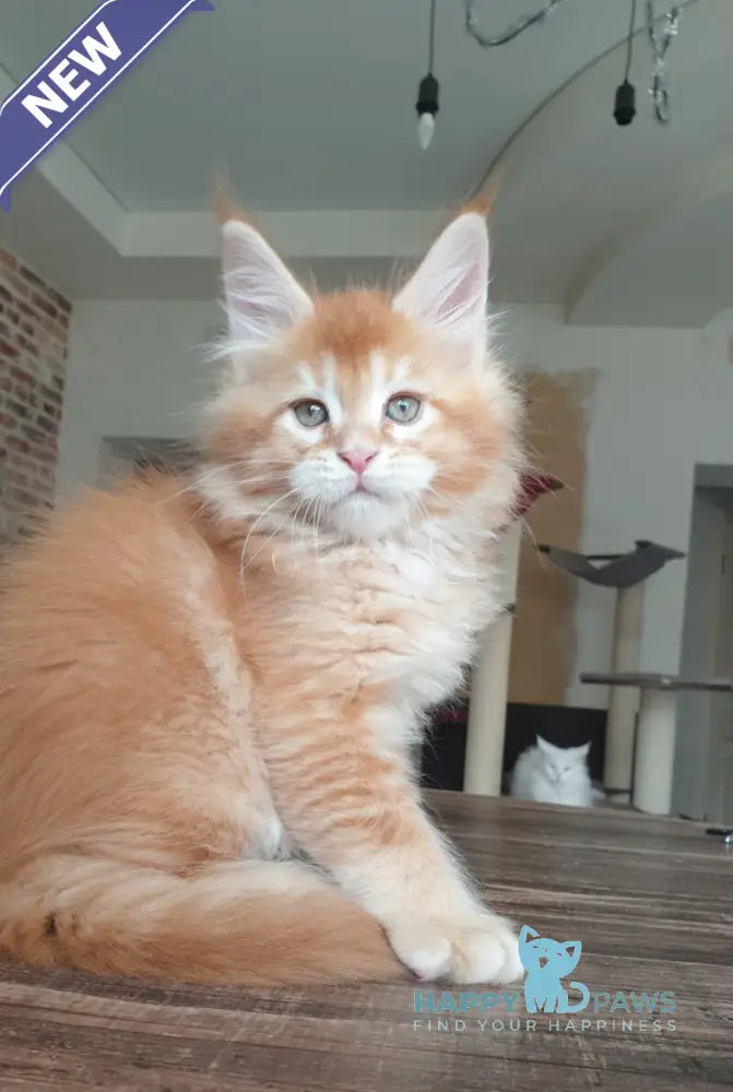 DiCaprio Maine Coon male red ticked tabby live animals