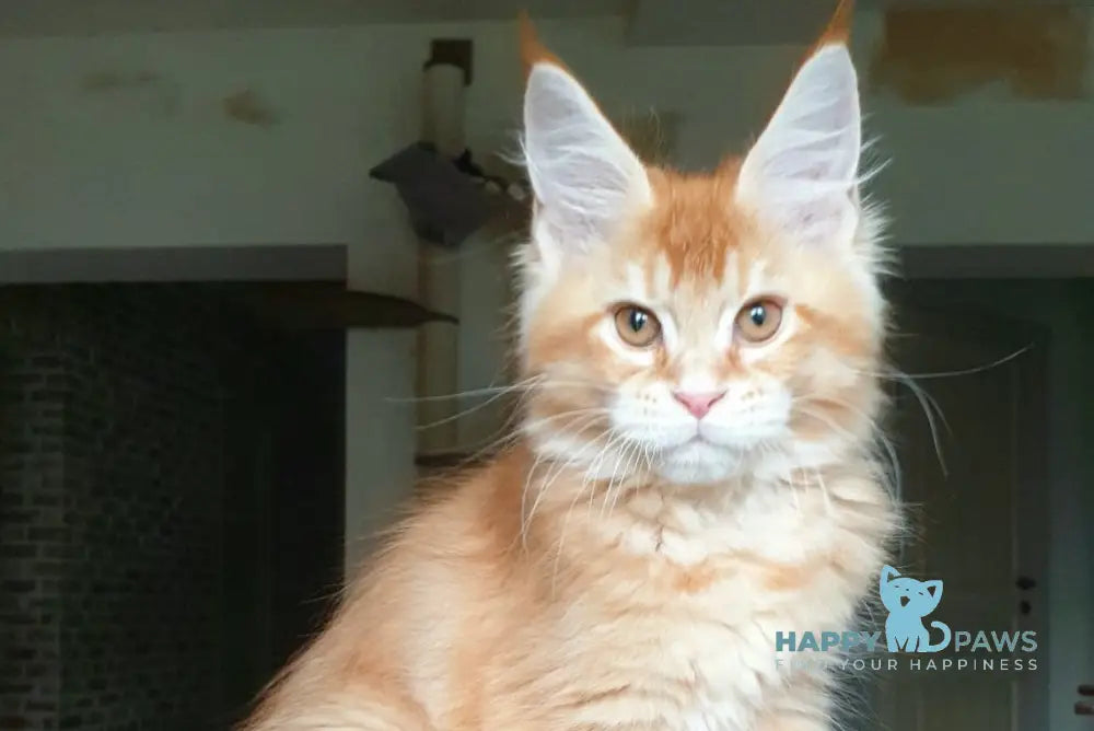 DiCaprio Maine Coon male red ticked tabby live animals