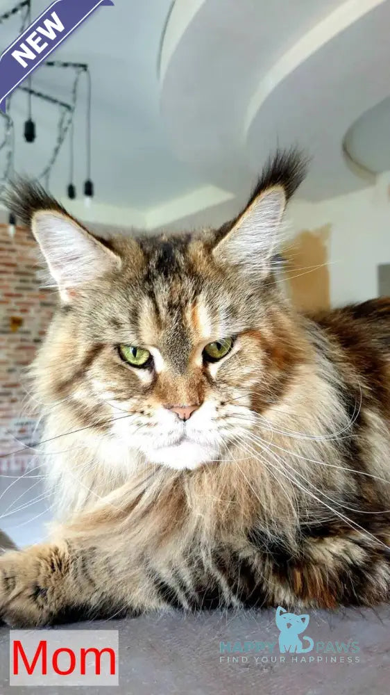DiCaprio Maine Coon male red ticked tabby live animals