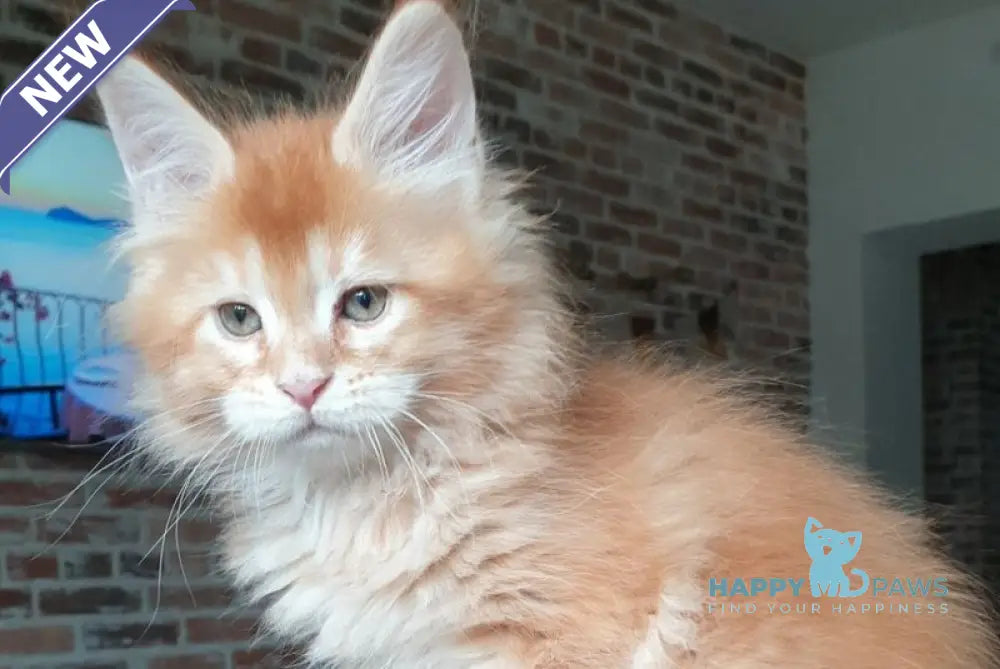 DiCaprio Maine Coon male red ticked tabby live animals