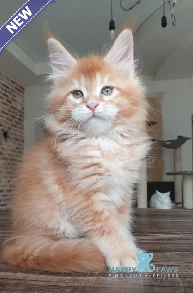 DiCaprio Maine Coon male red ticked tabby live animals