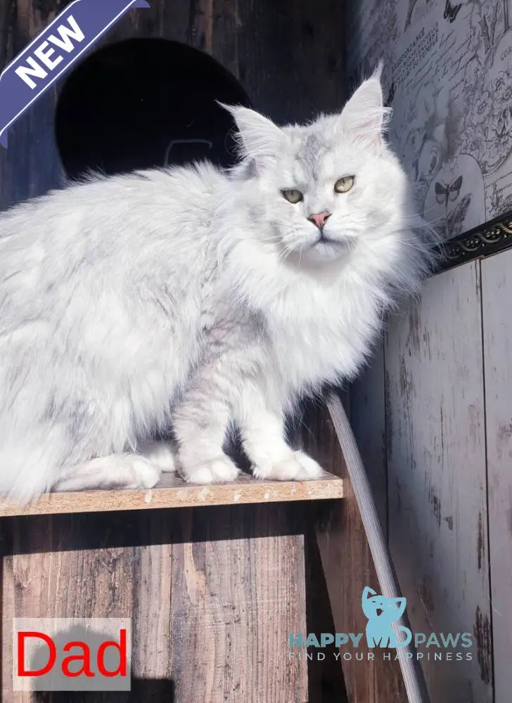 DiCaprio Maine Coon male red ticked tabby live animals
