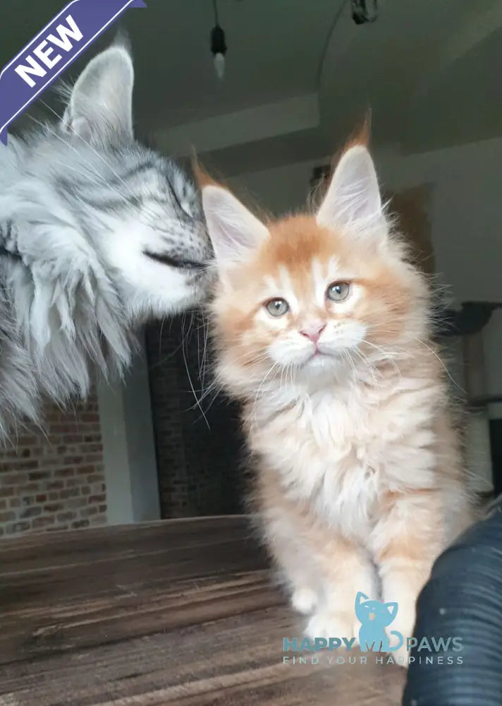 DiCaprio Maine Coon male red ticked tabby live animals