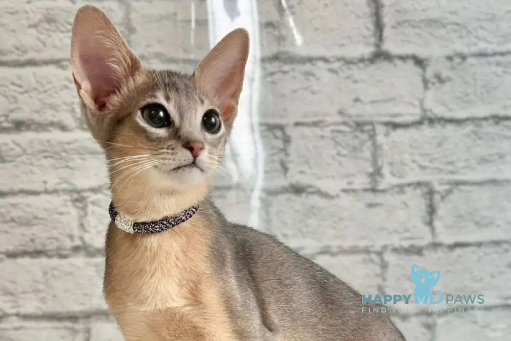 Diego Abyssinian male blue live animals