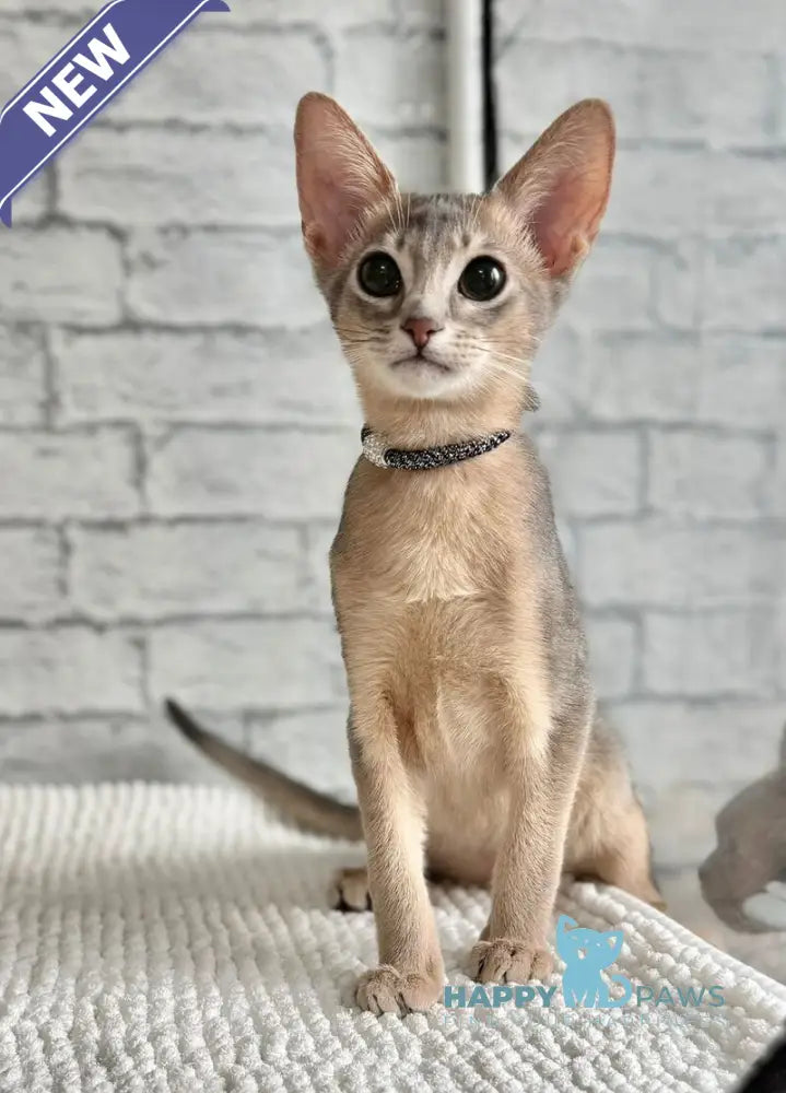 Diego Abyssinian male blue live animals