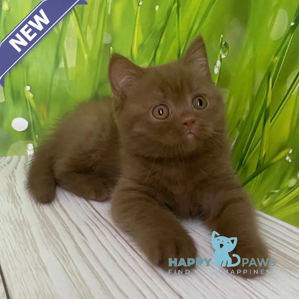 Diego British Shorthair male cinnamon live animals