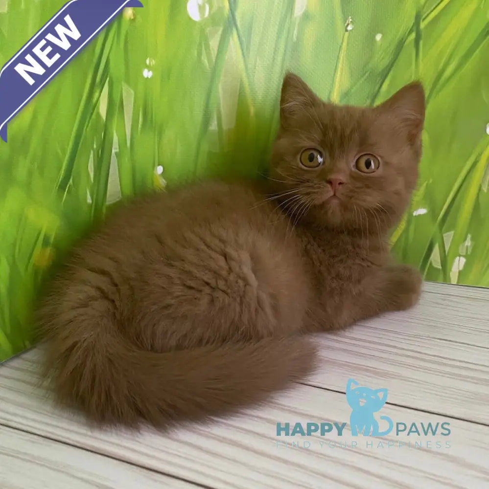 Diego British Shorthair male cinnamon live animals