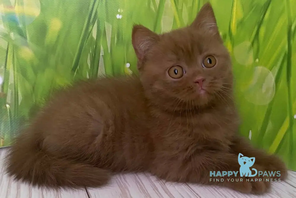 Diego British Shorthair male cinnamon live animals
