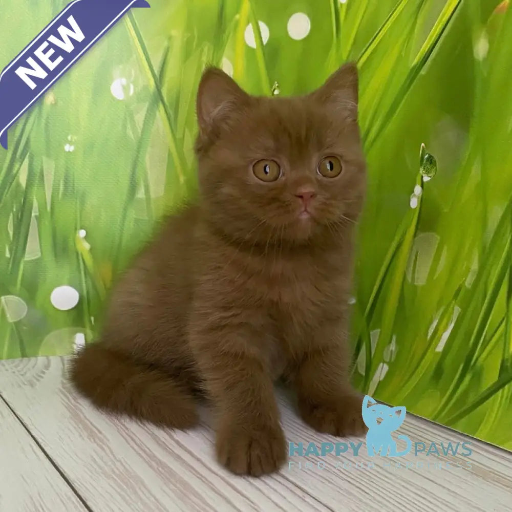 Diego British Shorthair male cinnamon live animals