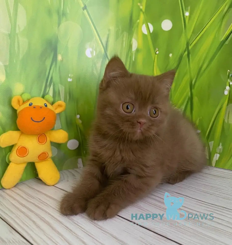 Diego British Shorthair male cinnamon live animals