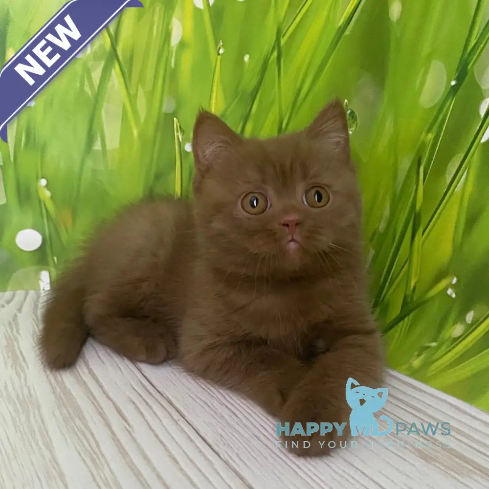 Diego British Shorthair male cinnamon live animals