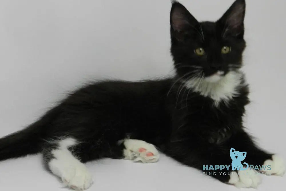 Diego Maine Coon male black bicolour live animals