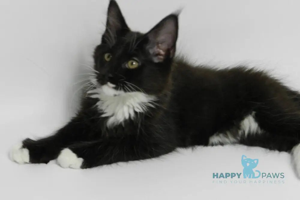 Diego Maine Coon male black bicolour live animals