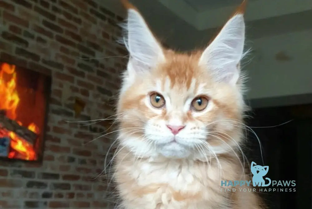 Diego Maine Coon male red ticked tabby live animals