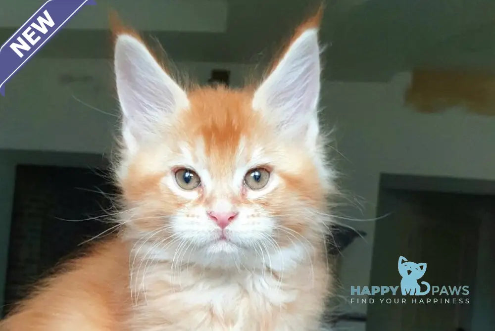 Diego Maine Coon male red ticked tabby live animals