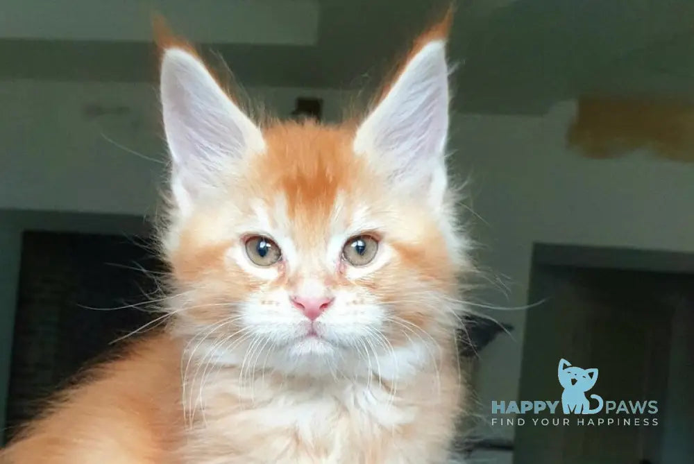 Diego Maine Coon male red ticked tabby live animals