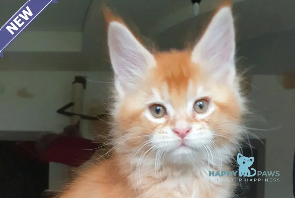 Diego Maine Coon male red ticked tabby live animals