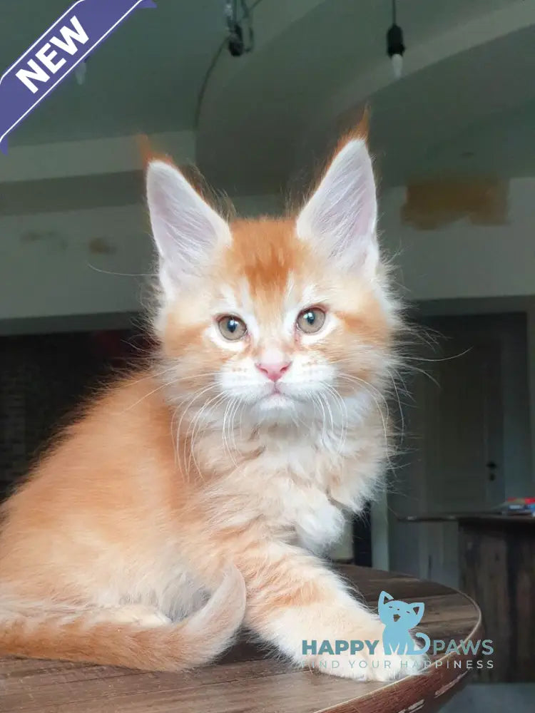 Diego Maine Coon male red ticked tabby live animals